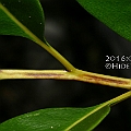 Acrostichum aureum (Golden Leather Fern) in Chinaman Creek ミミモチシダ<br />Canon EOS KDX (400D) + EFS60 F2.8